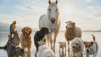 🐶 Your pet, animals on the other side - Contact & healing